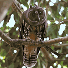 Live In Infamy. Tabs, Wed., Jan. 7, 2025