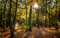 A forest in sunshine.