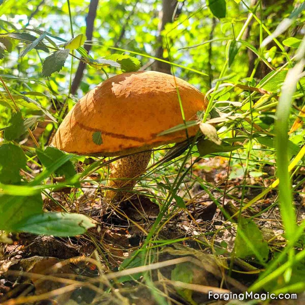 A mushroom that looks like fairies may be hiding underneath A mushroom that looks like fairies may be hiding underneath