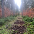 KW-46 The forest throws its voice