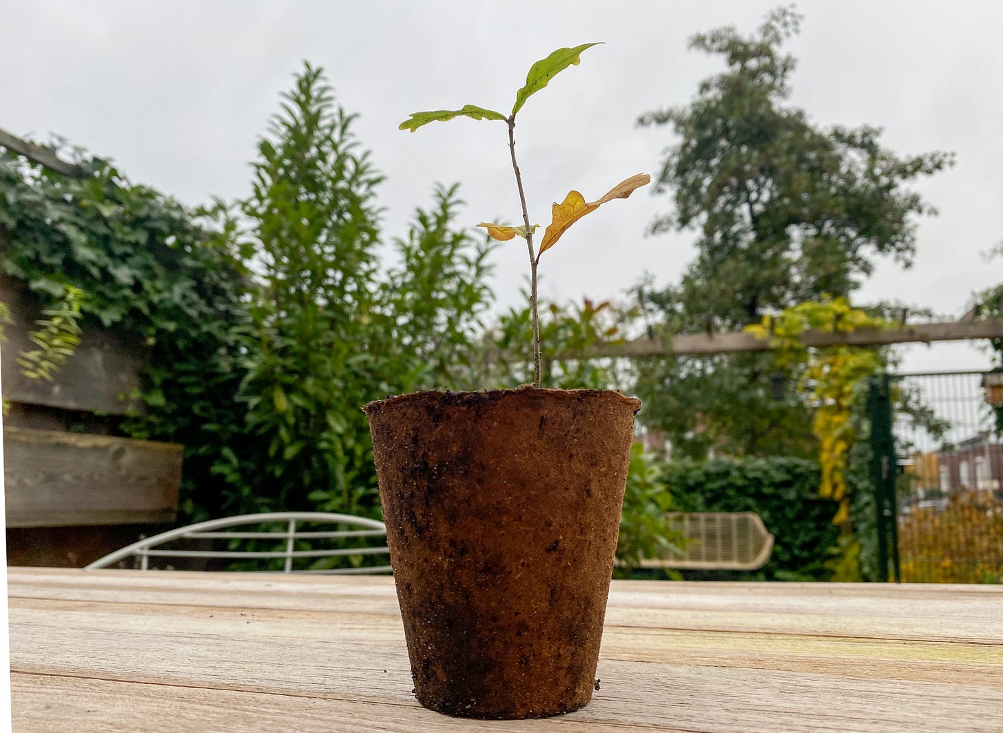 A photo of an oak sapling standing on a wooden table in a green garden.