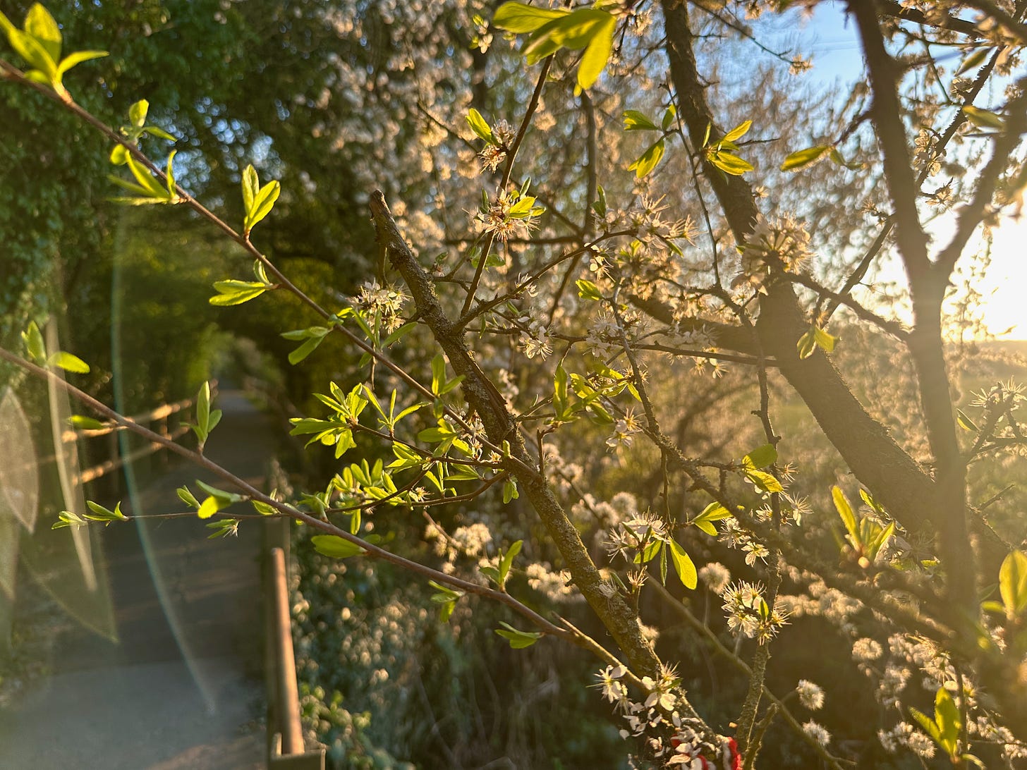 Light shimmers off green-gold leaves of a branch stretching across a wooded pathway.