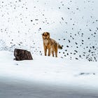 Animal Safety and Consent in Psychedelic Spaces