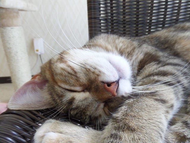 Cat Cafe Nanny Cat Cafe Nanny