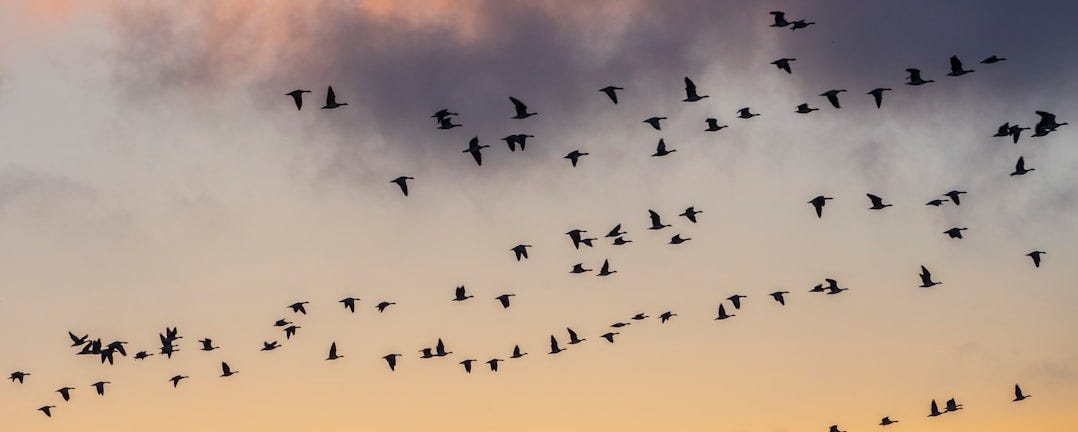 flock of birds flying during daytime