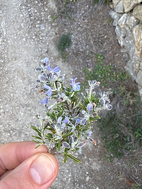 rosemary lavender tea