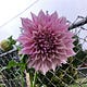 Chain Link Garden