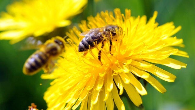 Image of honey bee on yellow flower. Image of honey bee on yellow flower.