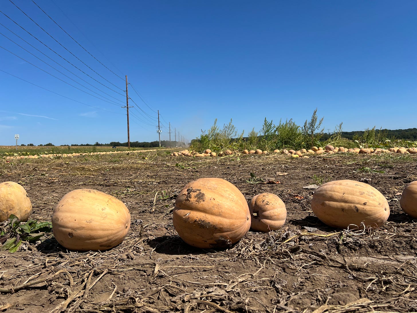 Pumpkins in a field