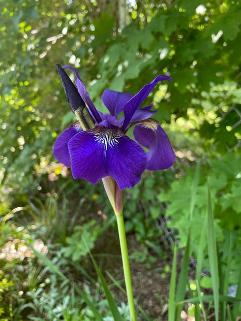 Irises and peonies in different colors