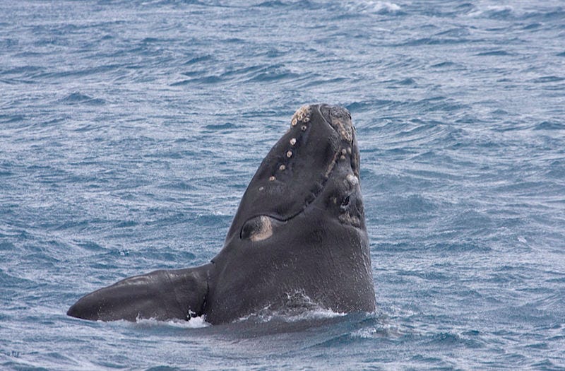 File:Southern Right Whale (Eubalaena australis) (16358018502).jpg File:Southern Right Whale (Eubalaena australis) (16358018502).jpg
