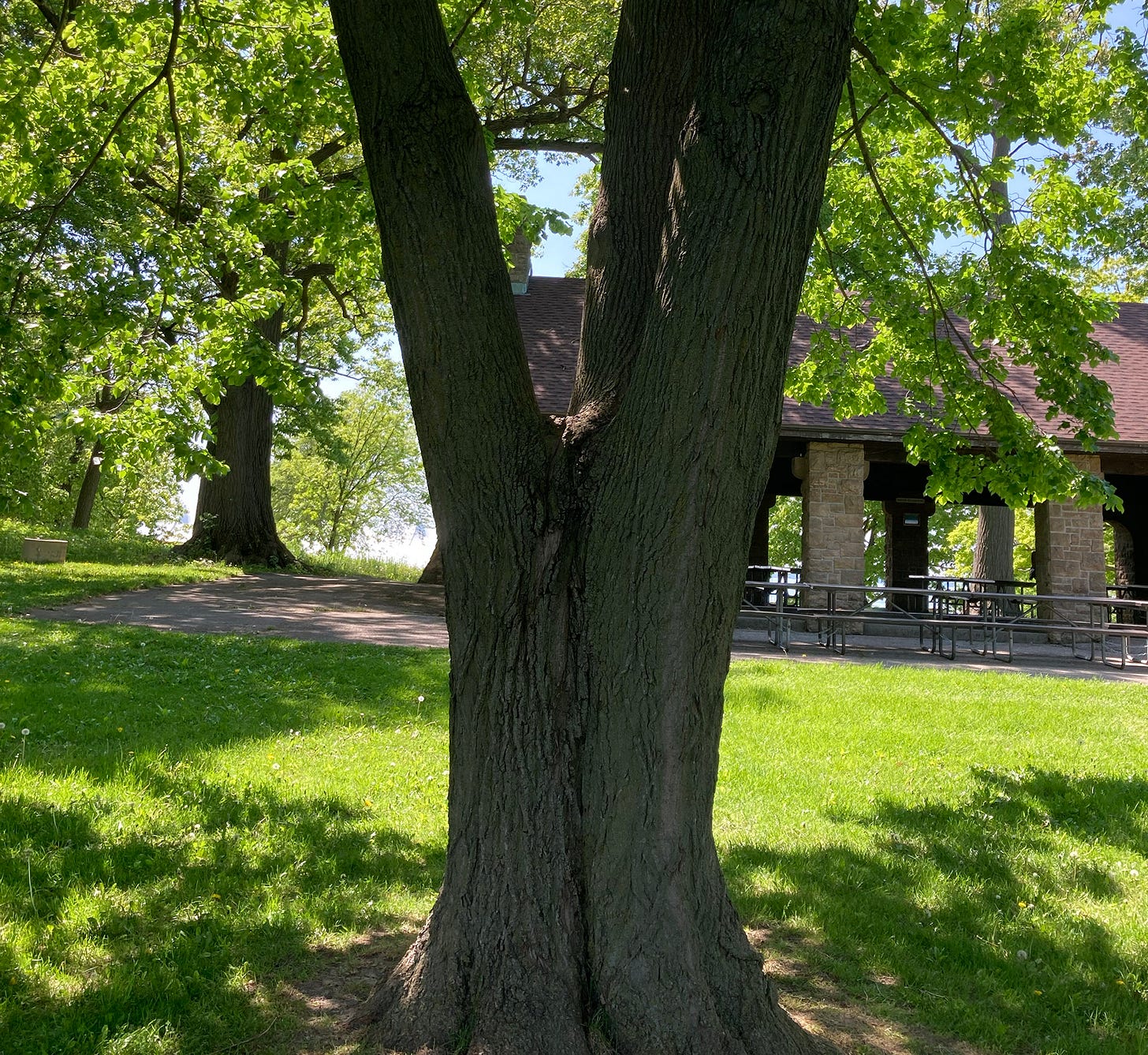 A tree trunk splits into multiple stems A tree trunk splits into multiple stems