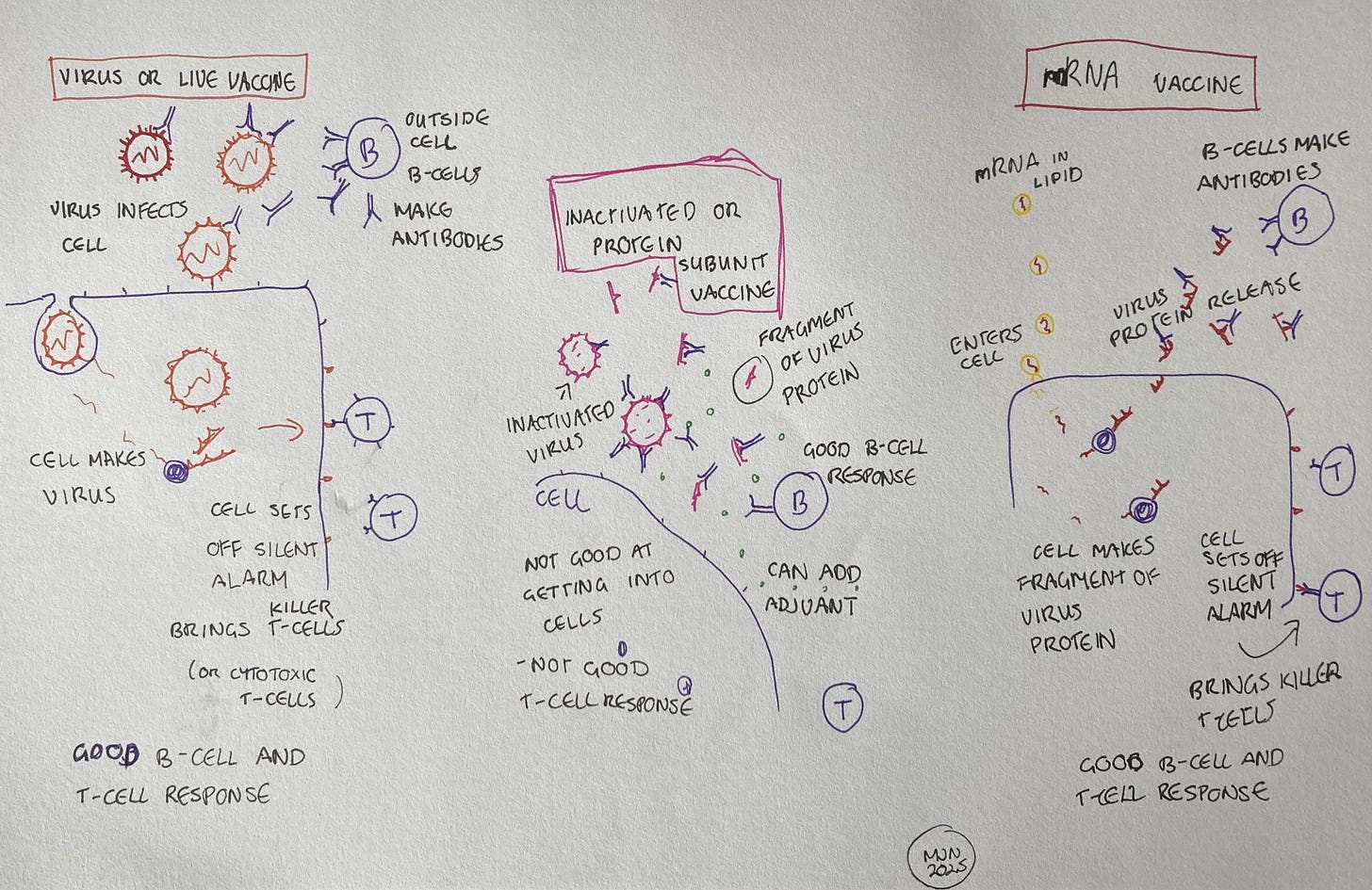 A diagram comparing the infection process of a virus or live vaccine, with an inactivated or subunit vaccine and an mRNA vaccine, as explained in the text