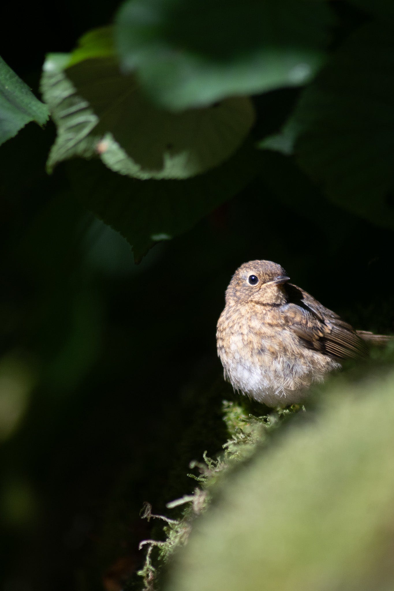 juvenile robin photo by Hannah Nunn