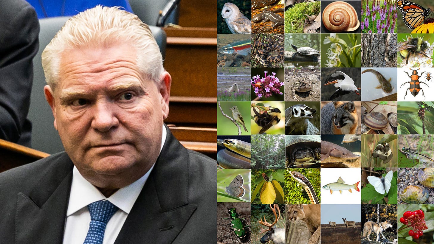 Doug Ford's Bill 5 will lead to environmental 'slaughterfest' | The Pointer