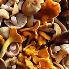 Local foragers use fungi finds for citizen science