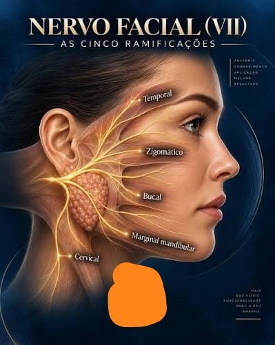 💡 O nervo facial vai muito além dos movimentos do rosto ele conecta corpo, emoção e expressão. Conhecer seu trajeto é essencial para garantir segurança clínica e respeito ao paciente. #anatomia #nervofacial # 💡 O nervo facial vai muito além dos movimentos do rosto ele conecta corpo, emoção e expressão. Conhecer seu trajeto é essencial para garantir segurança clínica e respeito ao paciente. #anatomia #nervofacial #