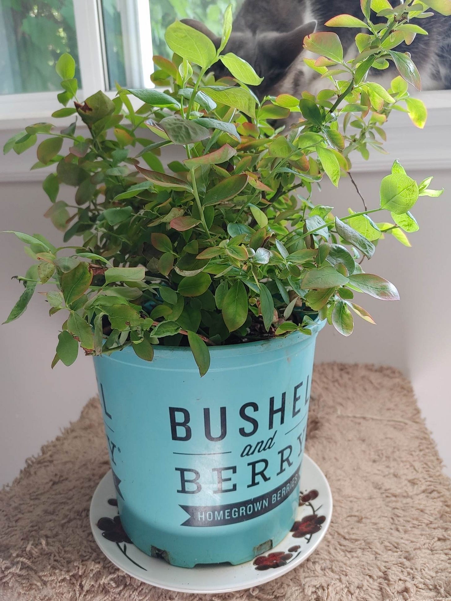 No description available.