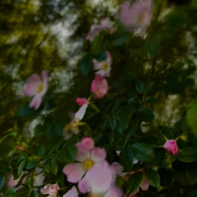 dogrose logo