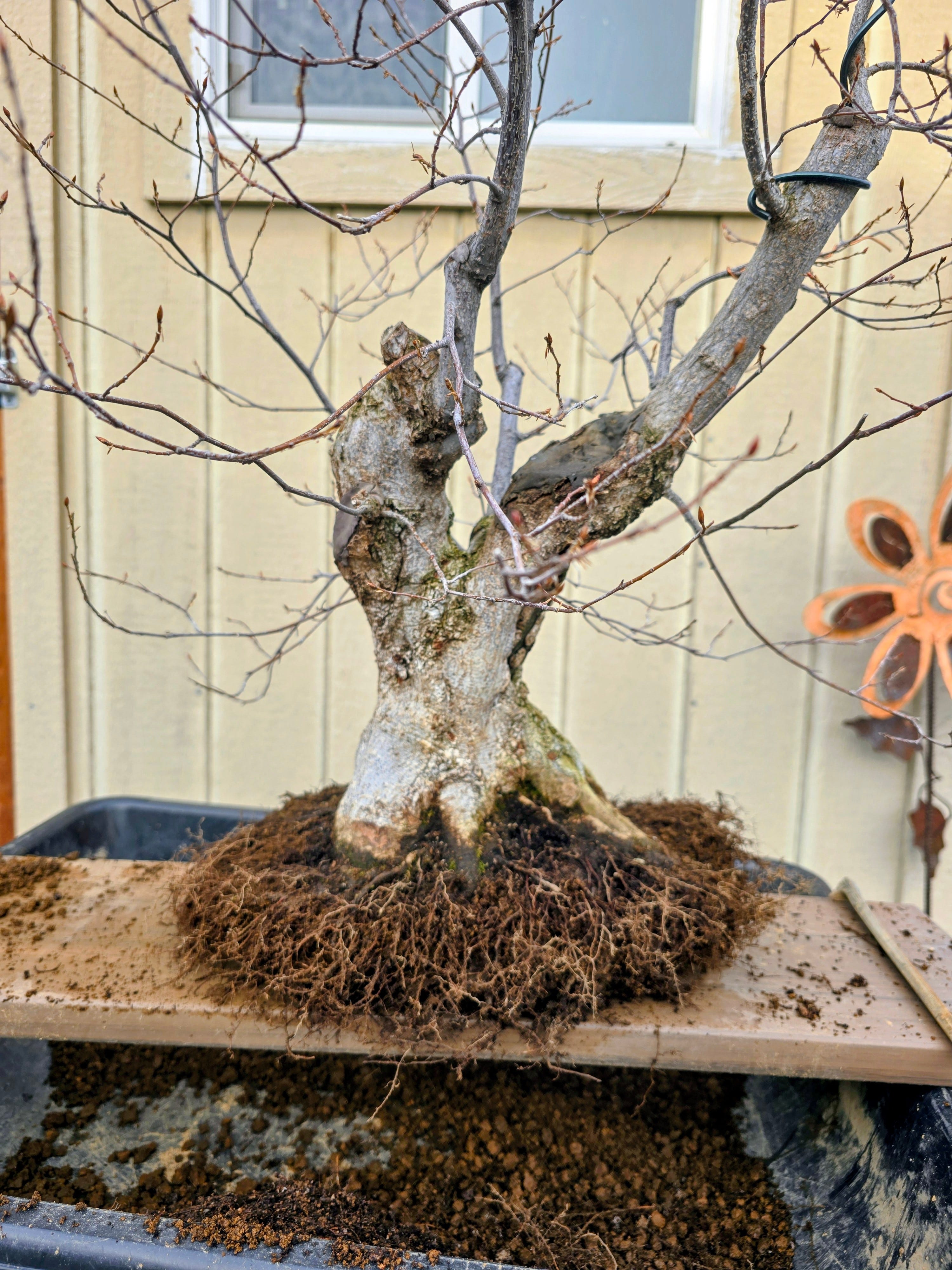 It's bonsai repotting season