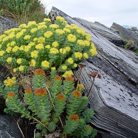 Golden Root (Rhodiola Rosea and Rhodiola integrifolia)