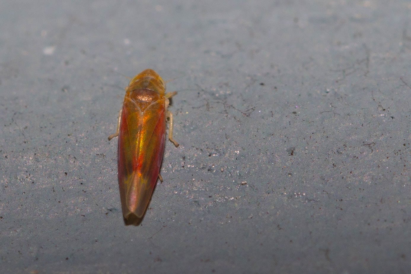 Close-up of a planthopper with green-gold and red iridescent markings