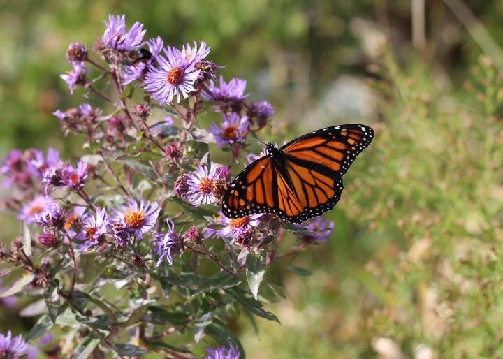 Aster Flowers: Planting, Growing, and Caring for Asters