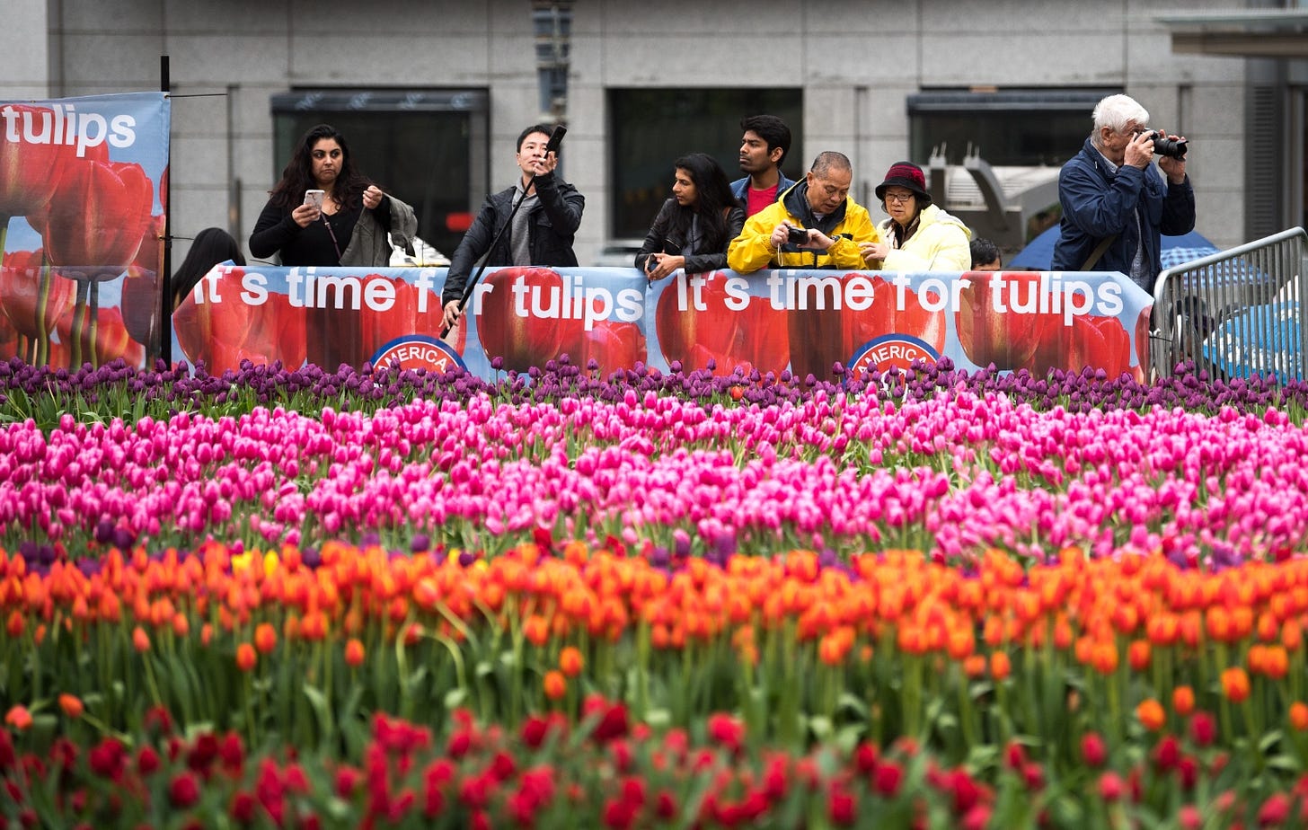 Flower Bulb Day - 80,000 Free Tulips in Union Square at Union Square in San  Francisco - March 9, 2024 | SF Station