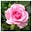 Rose's avatar