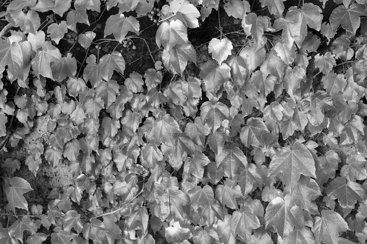 fall black and white photos