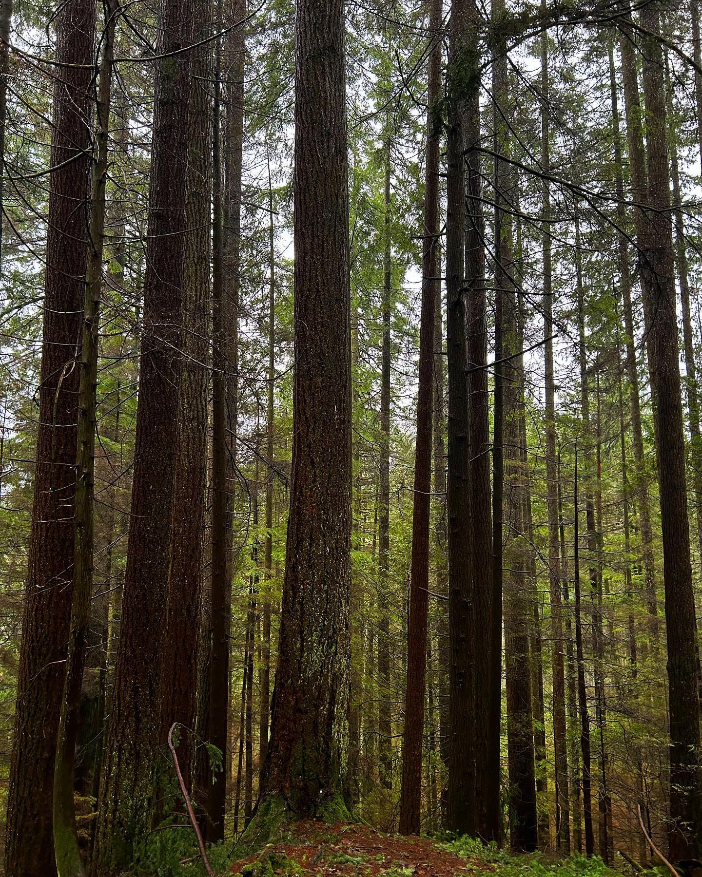 The trunks of several trees with small green leafy branches. They are tall and take up the entire height of the photo.