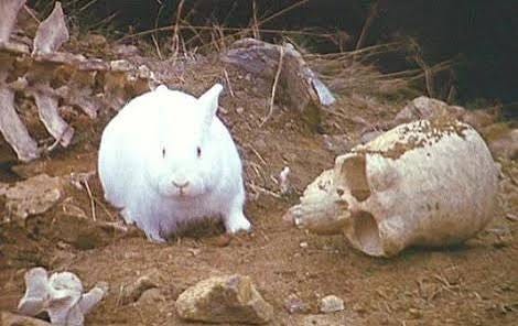 Killer Rabbit of Caerbannog | List of Deaths Wiki | Fandom Killer Rabbit of Caerbannog | List of Deaths Wiki | Fandom