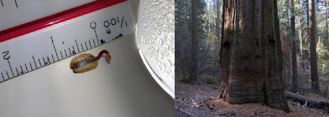 Side-by-side comparison. Photo 1 is a seed from a giant sequoia, less than half an inch long, just sprouting. Photo 2 is the massive, brownish red trunk of a grown giant sequoia. Ivy, barely visible, dangles like a fringe on its trunk.