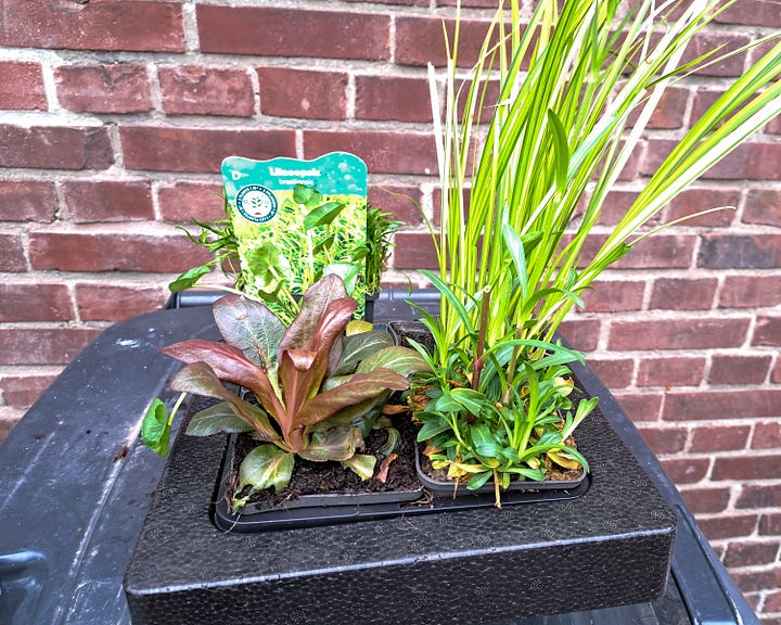 Pond plants