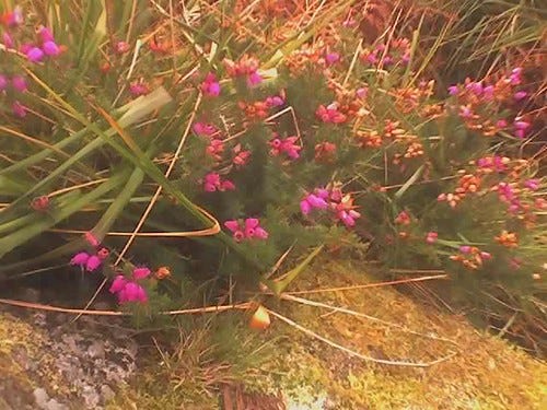Heather in Bloom Ireland Heather in Bloom Ireland