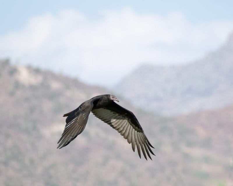 20250911-Marana-206-Edit.jpg 20250911-Marana-206-Edit.jpg