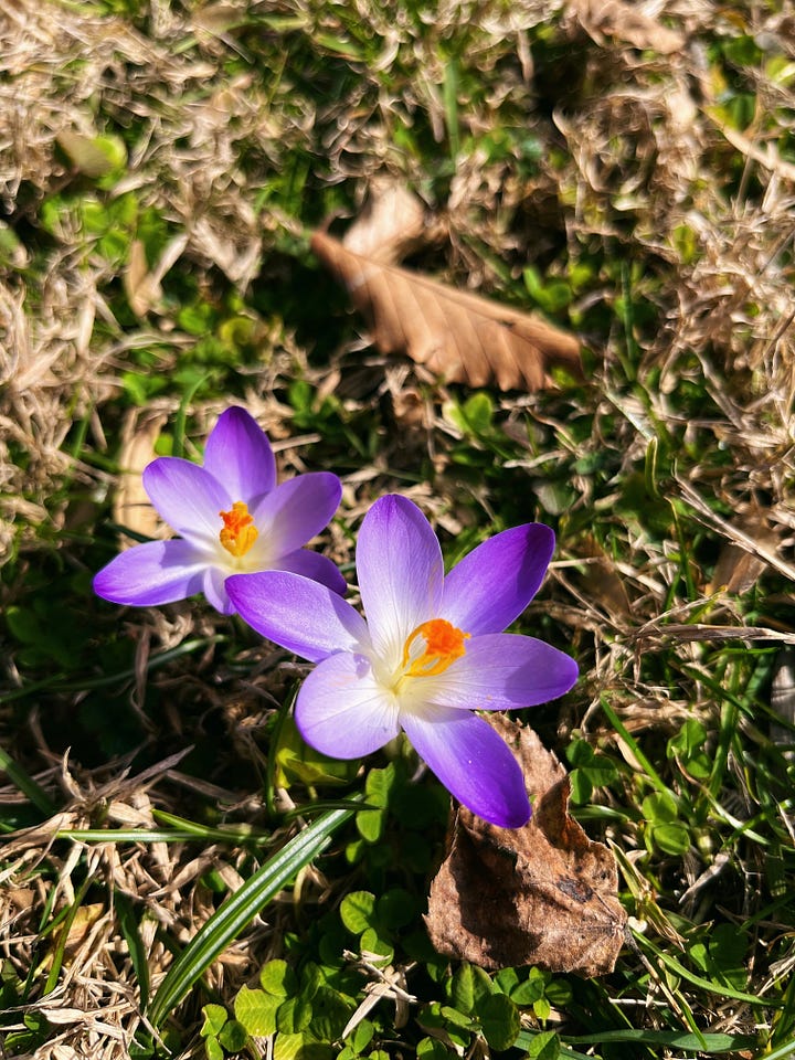 Purple woodland crocuses