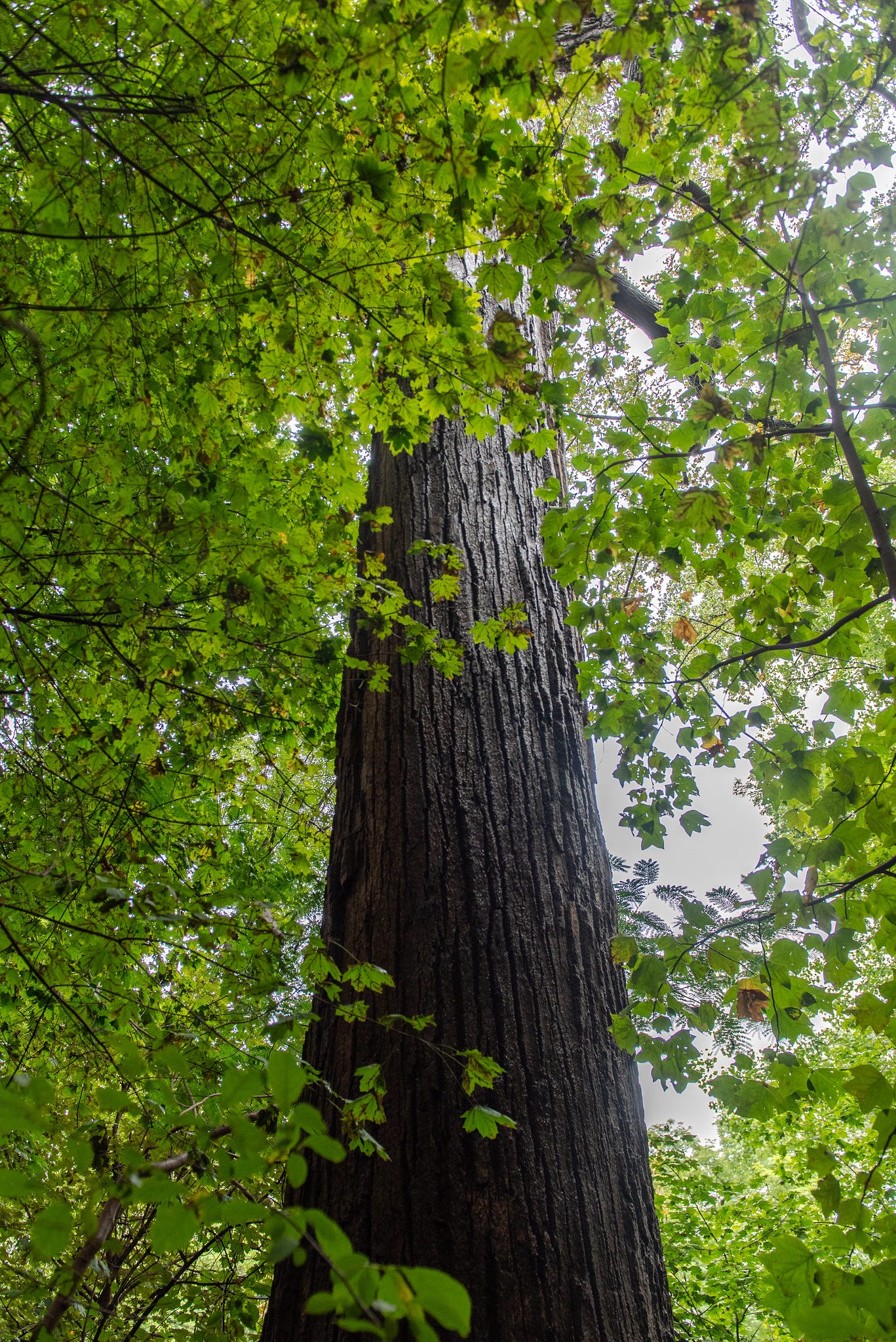 ID: The tree's thicc trunk