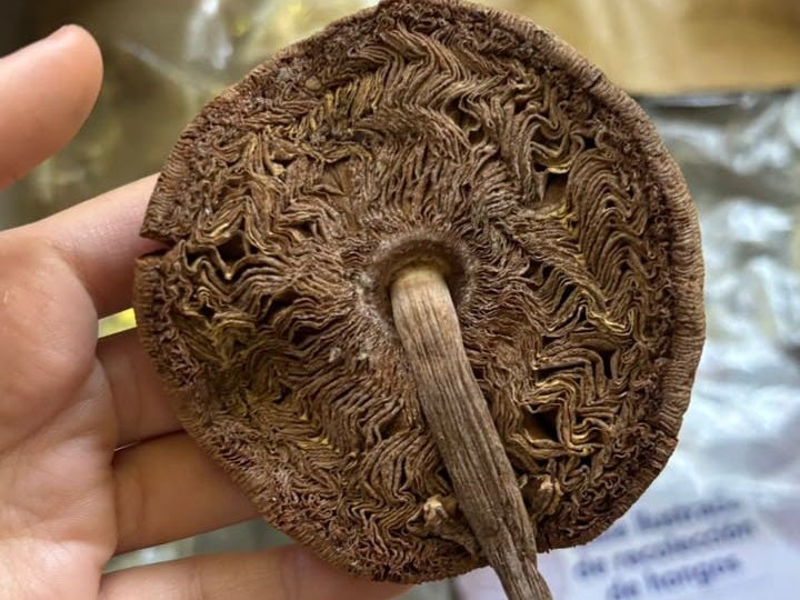 Todo lo que vive tiene que morir | Ornitorrinco “Muchas veces lo único que vemos es el cuerpo fructífero, el ‘hongo’ propiamente dicho, pero el organismo está oculto bajo tierra o dentro de la madera”, cuenta Clara