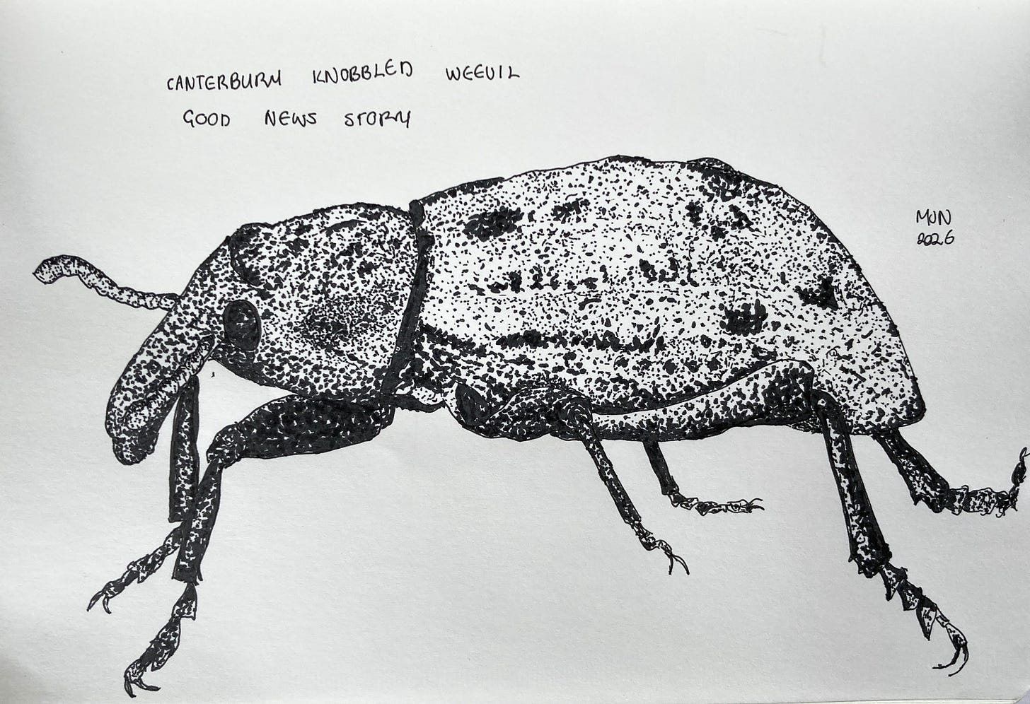 Line drawing of the Canterbury knobbled weevil. Text: good news story Line drawing of the Canterbury knobbled weevil. Text: good news story