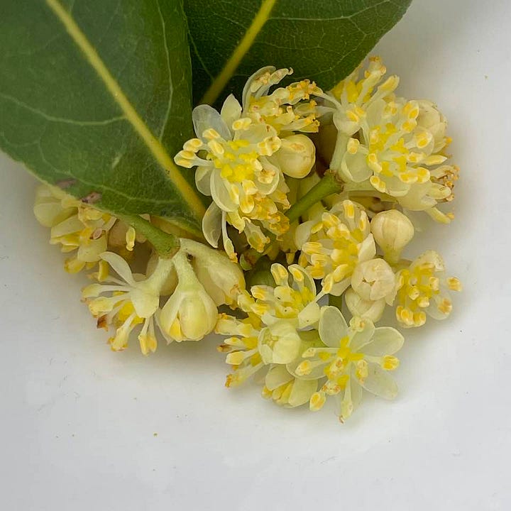Yellow flowers of the bay tree