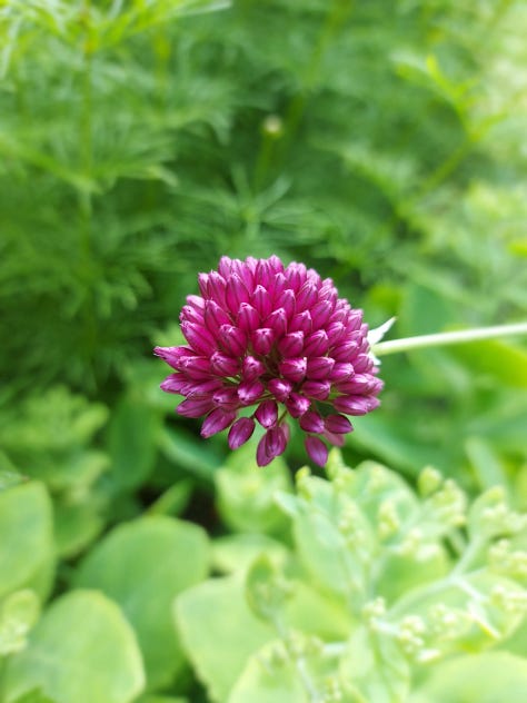 Summer flower pictures