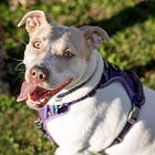 Contrarian Rescue of the Week