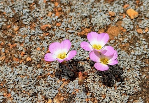 Wildflowers at the Haggerty farm