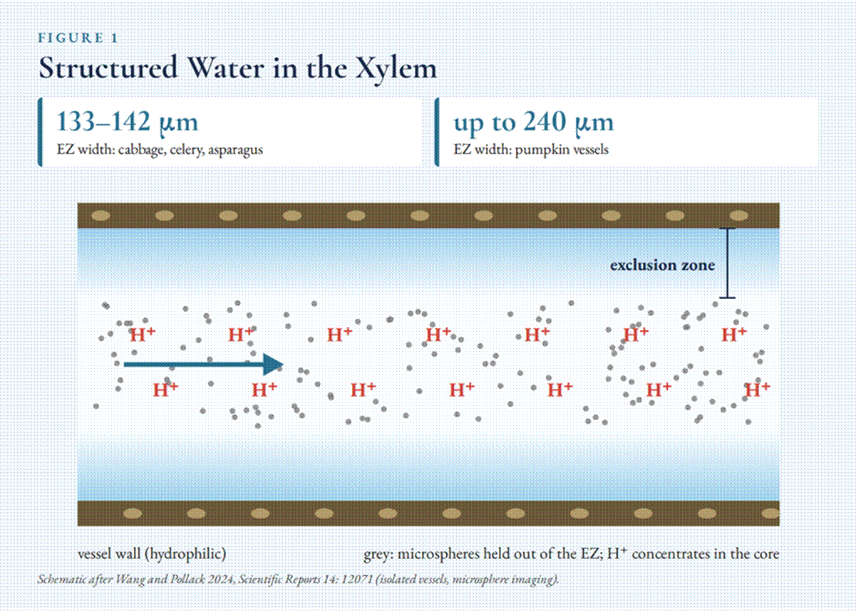 Title: Figure 1. Exclusion-zone water along the walls of plant xylem vessels, after Wang and Pollack (2024). - Description: Figure 1. Exclusion-zone water along the walls of plant xylem vessels, after Wang and Pollack (2024). Title: Figure 1. Exclusion-zone water along the walls of plant xylem vessels, after Wang and Pollack (2024). - Description: Figure 1. Exclusion-zone water along the walls of plant xylem vessels, after Wang and Pollack (2024).