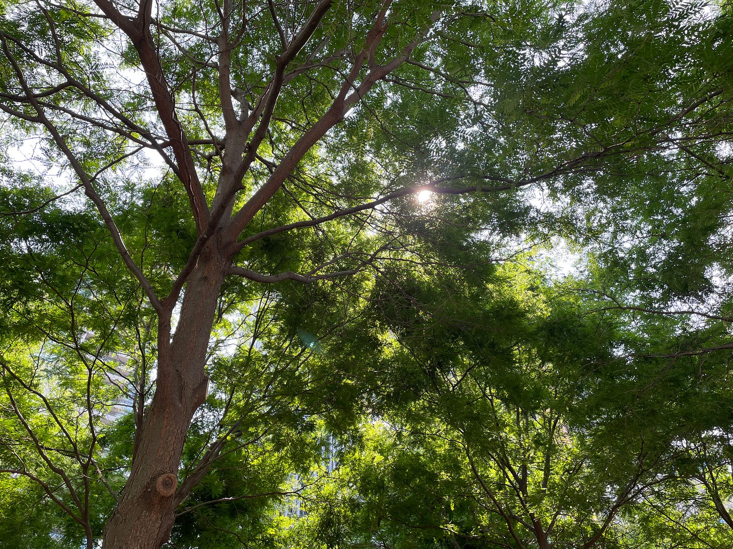 A photo looking up at a tree, with the sun shining through the branches A photo looking up at a tree, with the sun shining through the branches