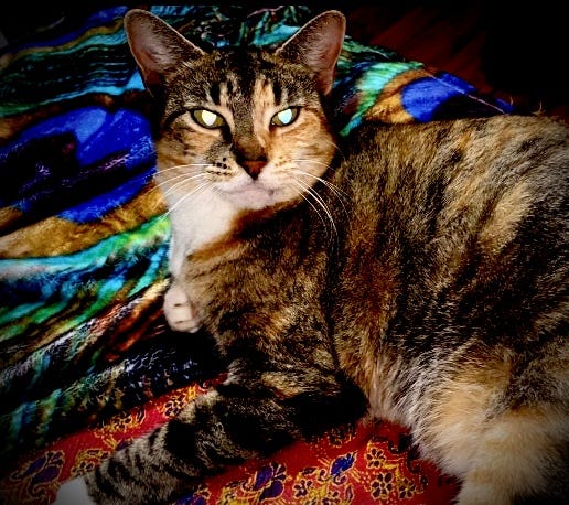 Cat's Life