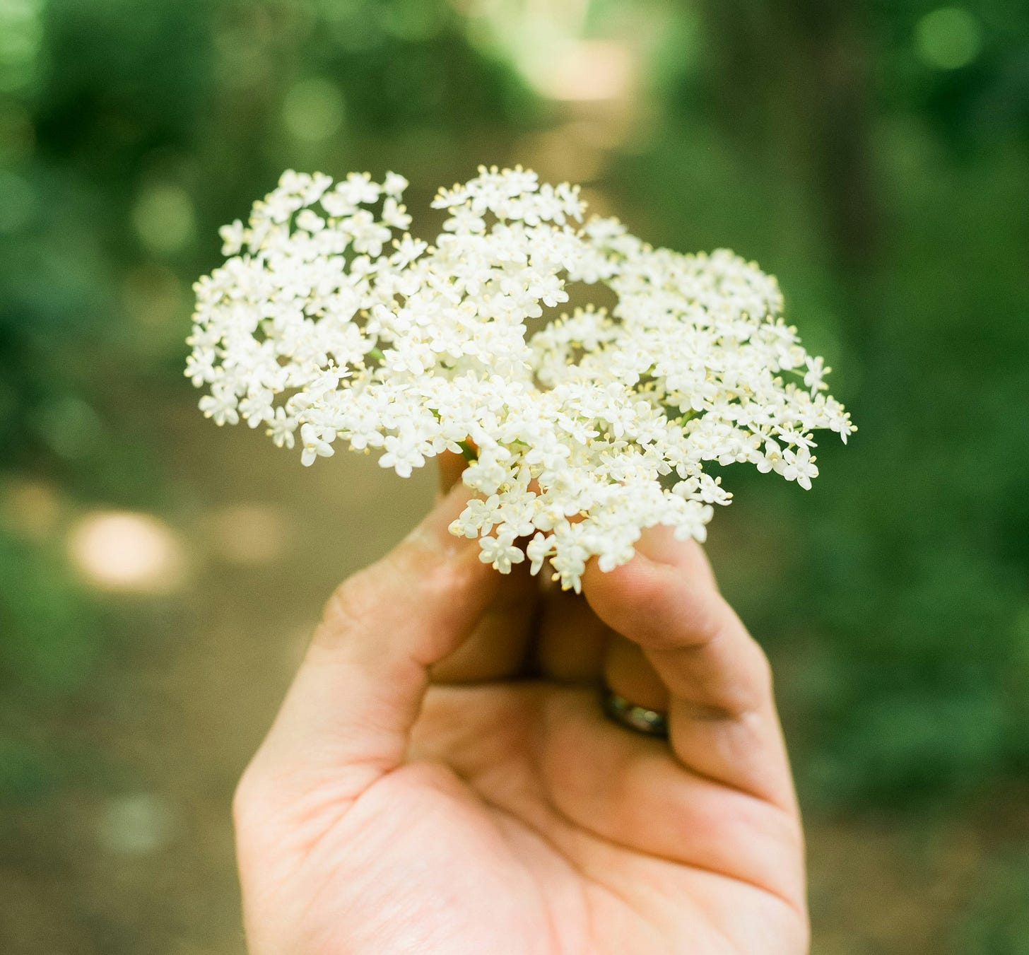 person holding white flower during daytime