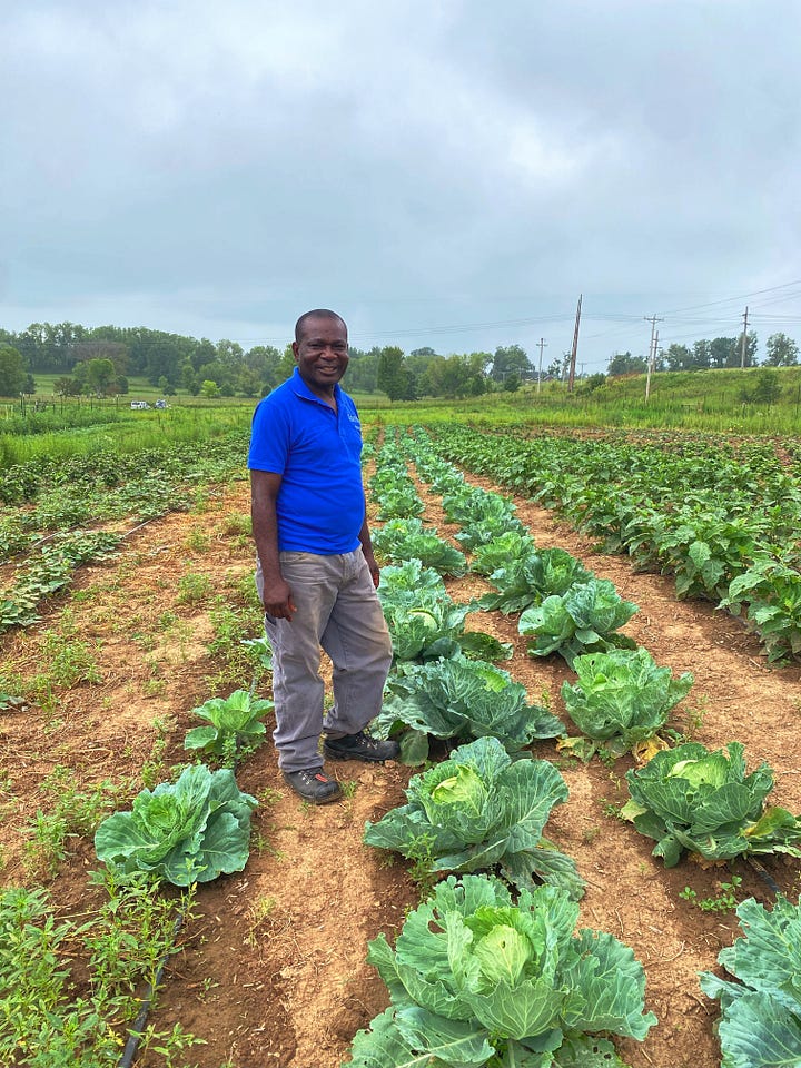 A man in a blue shirt standing in a field of cabbage. A man in a blue shirt and hat standing in a field with a tool in hand.