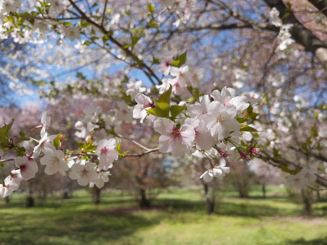 Cherry blossoms on a tree against a blue sky